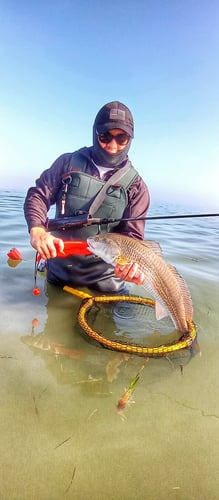 Wading The Laguna Madre In South Padre Island