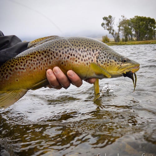 Yellowstone River Fish Frenzy In Sheridan