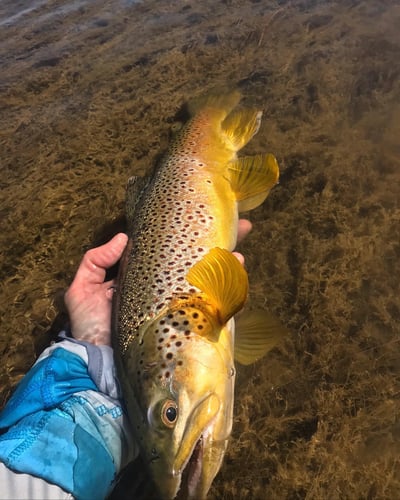 Yellowstone River Fish Frenzy In Sheridan