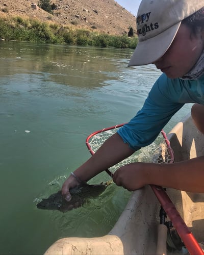 Yellowstone River Fish Frenzy In Sheridan