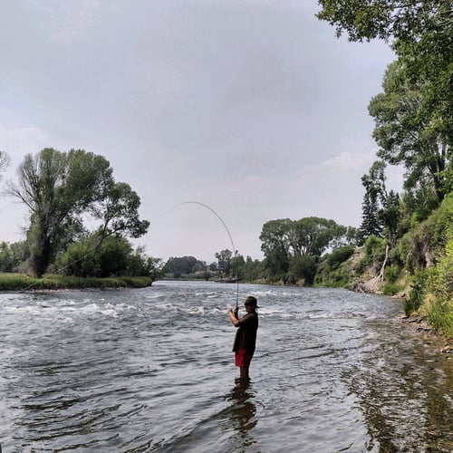 Yellowstone River Fish Frenzy In Sheridan