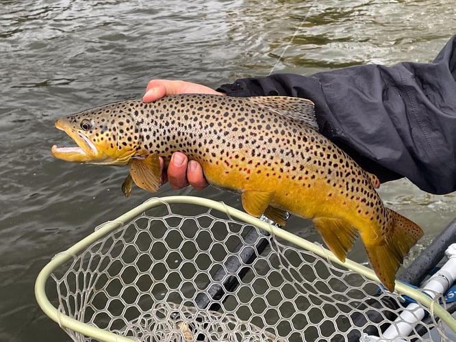 Yellowstone River Fish Frenzy In Sheridan