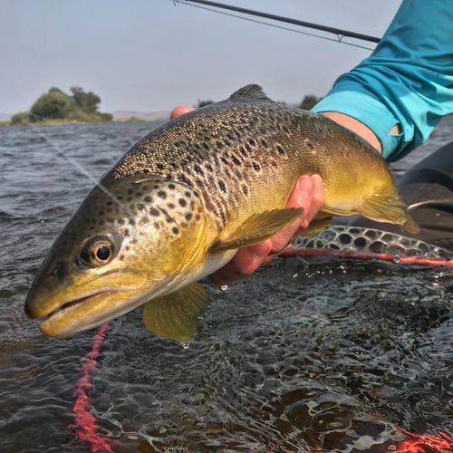 Yellowstone River Fish Frenzy In Sheridan