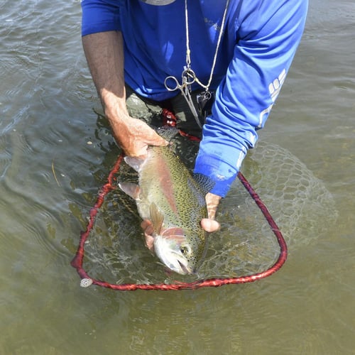 Yellowstone River Fish Frenzy In Sheridan