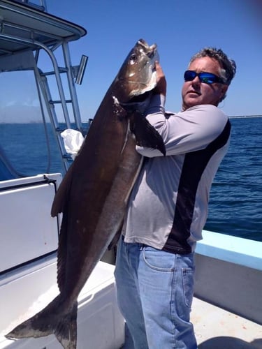 Alabama Shark Slam In Orange Beach