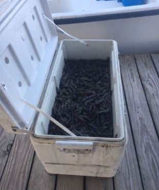 Shrimp Trawling Adventure in Grand Isle
