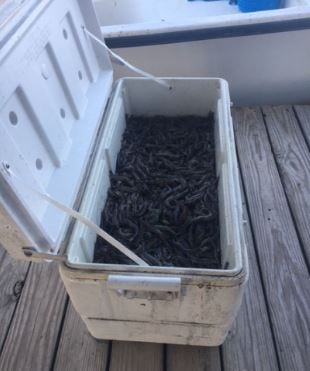 Shrimp Trawling Adventure In Grand Isle