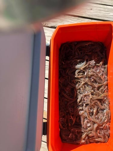 Shrimp Trawling Adventure In Grand Isle