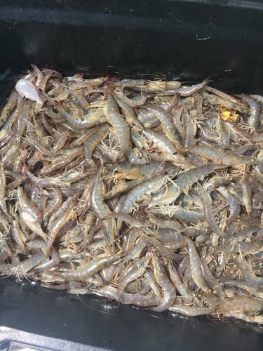 Shrimp Trawling Adventure in Grand Isle