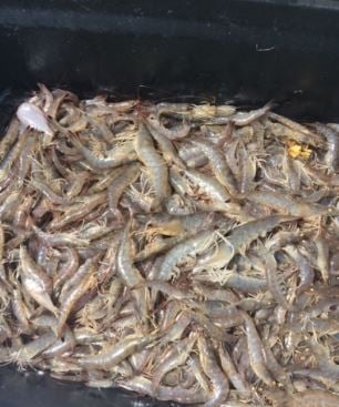 Shrimp Trawling Adventure in Grand Isle