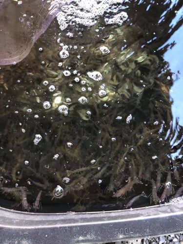 Shrimp Trawling Adventure in Grand Isle