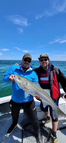 Cape Cod Striped Bass Blitz In Barnstable