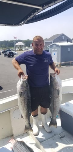 Cape Cod Striped Bass Blitz In Barnstable