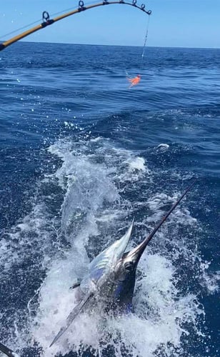 2-Night Sportfish Slam In Puerto Jiménez