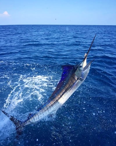 2-Night Sportfish Slam In Puerto Jiménez