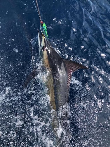 3-Night Sportfish Slam In Puerto Jiménez