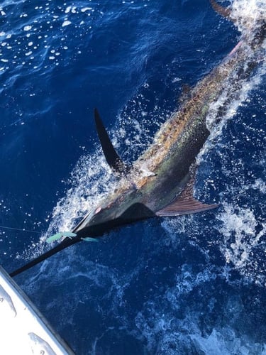 2-Night Sportfish Slam in Quepos