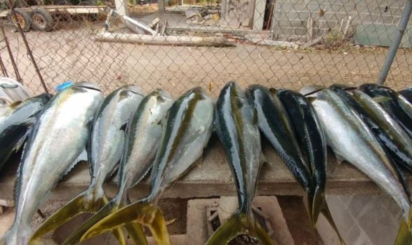 Full Day Fishing Trip In Loreto