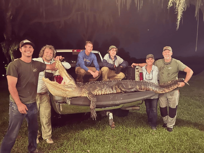 4-6' Central FL Gator Hunt In Orlando