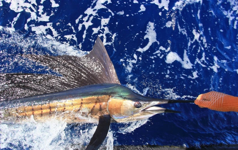 Quepos Offshore In Puerto Jiménez