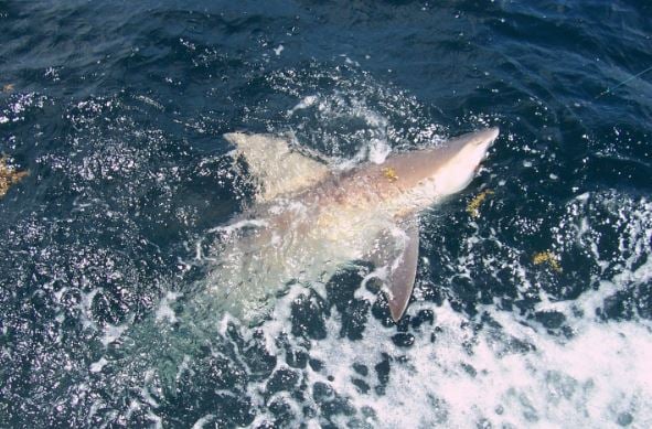 Port Aransas Offshore Excursion In Port Aransas