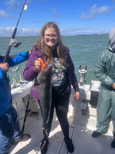 Walleye Trolling Afternoon (PM) In Port Clinton