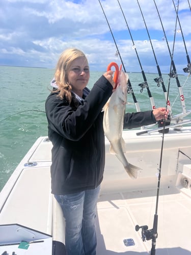 Walleye Trolling Afternoon (PM) In Port Clinton