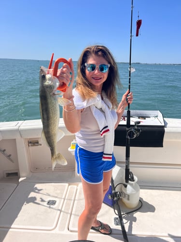 Walleye Trolling Morning (AM) In Port Clinton