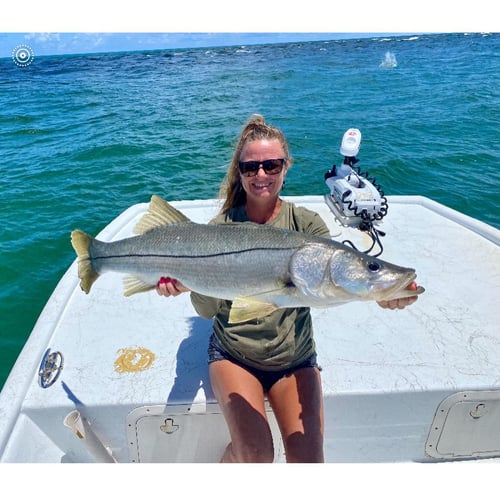 Loxahatchee River Snook in Jupiter