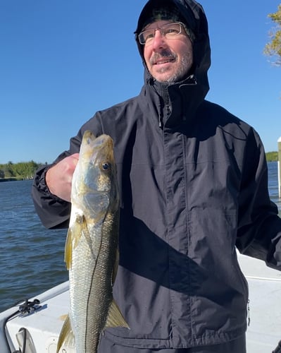 Loxahatchee River Snook in Jupiter