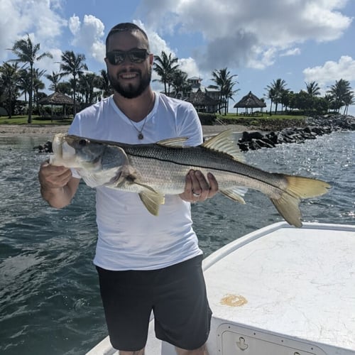 Loxahatchee River Snook in Jupiter