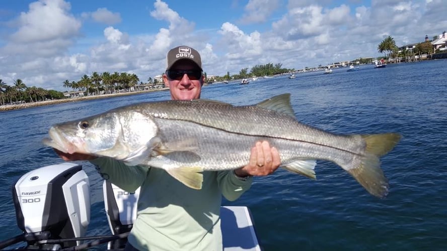 Loxahatchee River Snook in Jupiter