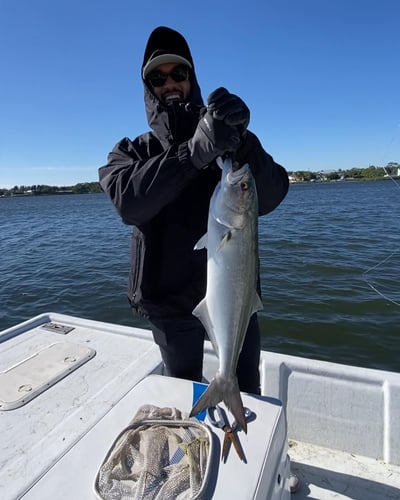 Loxahatchee River Snook in Jupiter