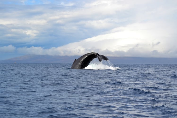 Eastside Sportfishing Half Day In Kapaʻa