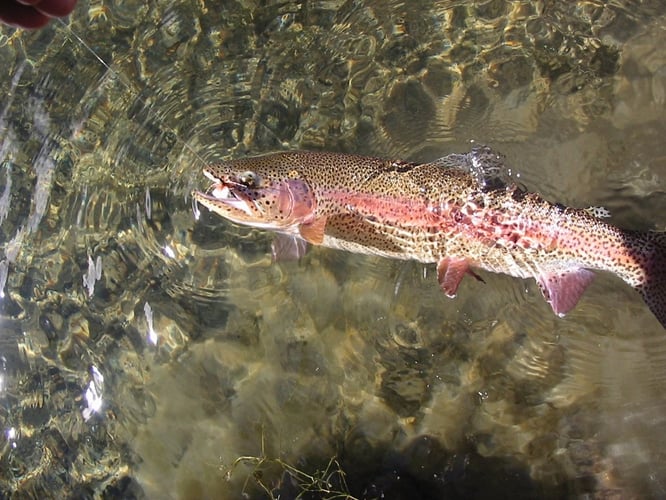 Idaho Trout Adventure In Ketchum