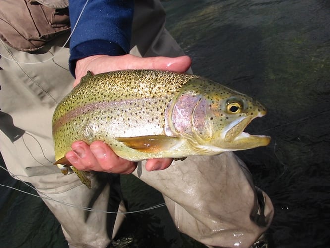 Idaho Trout Adventure In Ketchum