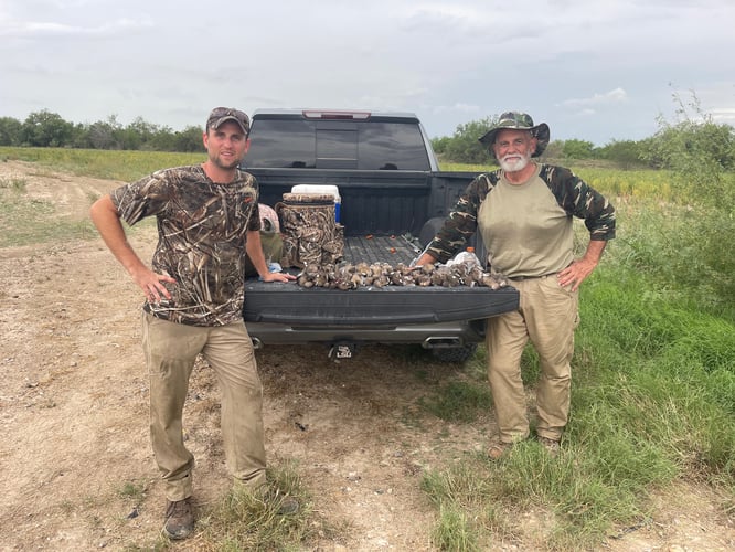 South Texas Doves and White Wings