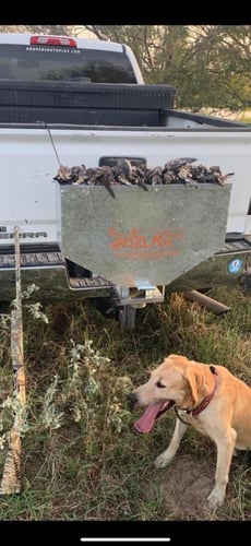 South Texas Dove Hunt with Lodging