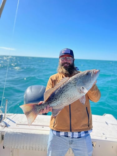 Clearwater Mixed Bag Trip In Clearwater