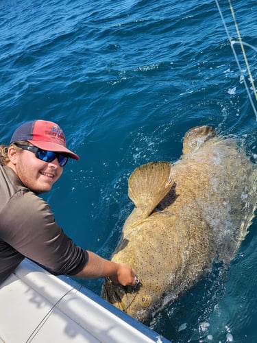 Clearwater Mixed Bag Trip In Clearwater