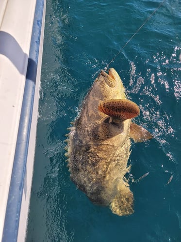 Clearwater Mixed Bag Trip In Clearwater