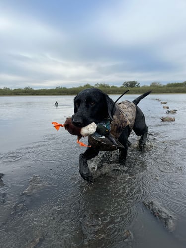 South Texas Prairie Duck Trip In Port O'Connor