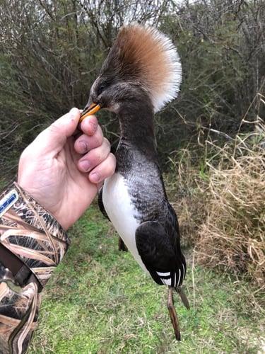 Aransas Pass Quacker Smacker In Aransas Pass