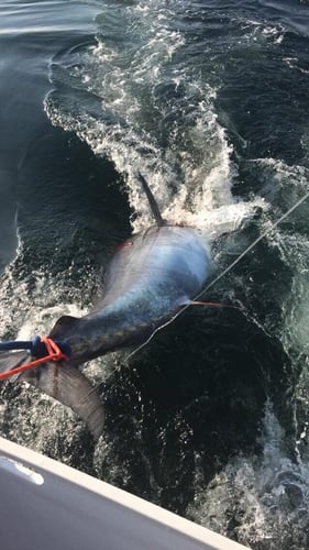 World-Class Offshore Tuna Trip In Bourne