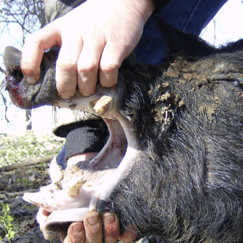 Thermal Scope Hog Hunt In Hockley