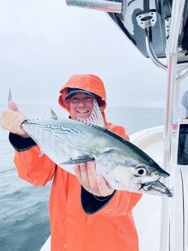 Albies, Bonito, and Spanish mackerel in Falmouth
