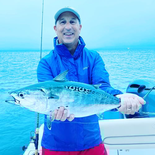Albies, Bonito, and Spanish mackerel in Falmouth