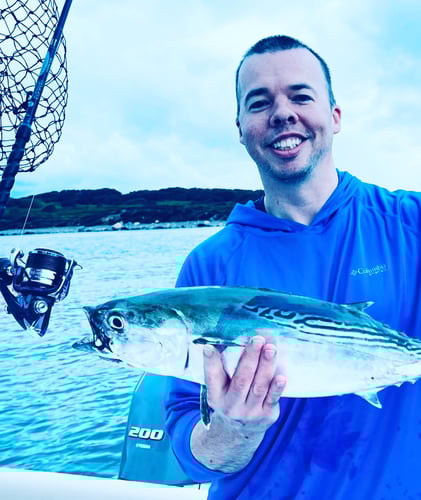 Albies, Bonito, and Spanish mackerel in Falmouth