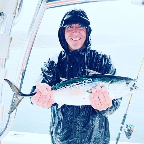 Albies, Bonito, and Spanish mackerel in Falmouth