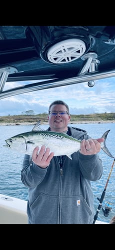 Albies, Bonito, and Spanish mackerel in Falmouth